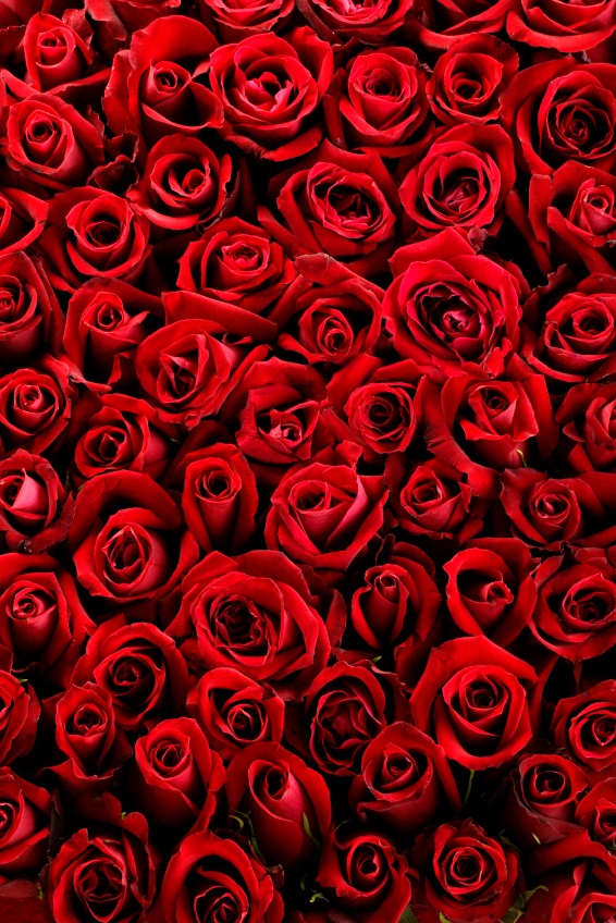 bed-of-roses